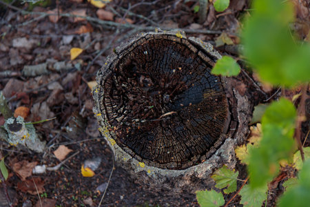 Old weathered tree stump top angle viewの写真素材