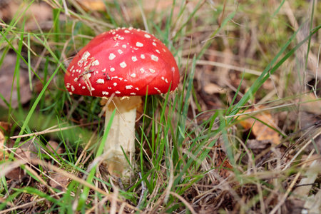 Non-edible mashroom, fresh fly agaic in a autumn grass horizontalの写真素材