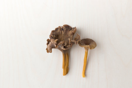 Craterellus cornucopioides, or horn of plenty, trumpet chanterelle, edible mushroom on wooden backgroundの写真素材