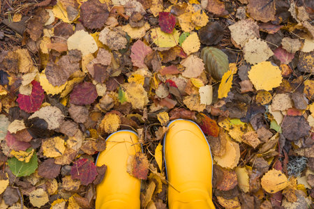 Noux national park during the autumn months in Finland, forest, clean ecology.の写真素材