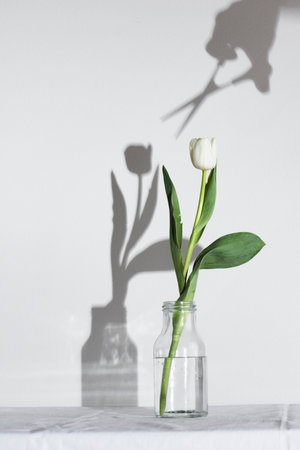 Spring white colored tulip with scissors on shadow in the bottle isolated on the white backgroundの写真素材