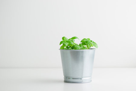 Fresh green basil bush in a metal vintage bucket on a white background, sunny day, organic food bannerの写真素材