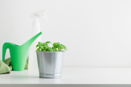 Fresh green basil bush in a metal vintage bucket on a white table with watering can, plant care, cultivation, organic food banner with copy spaceの写真素材