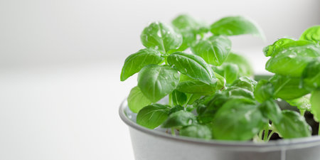 Fresh green basil bush in a metal vintage bucket on a white background, sunny day, organic food...