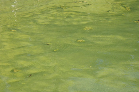 Water pollution by blooming blue-green algae - Cyanobacteria is world environmental problem. Water...