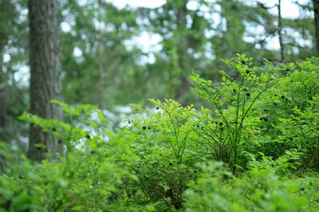 Close-up of wild blueberry twigs with ripe fresh organic natural blueberries in summer forest of...