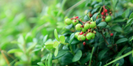 The process of growth and ripening of organic lingonberry berries, unripe green and pinkish berries....