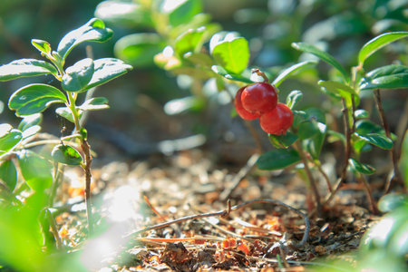 Lingonberry growing in the forest closeup. Ripe red lingonberry berry in the wild after rain, soft focus. Beautiful Nature Web banner or Wallpaper With Copy Space for designの写真素材