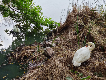 A family of young swans with chicks rests in a nest among the reeds. Wildlife scene with waterfowl birds in natural habitat in Finland. Nature protection conceptの写真素材