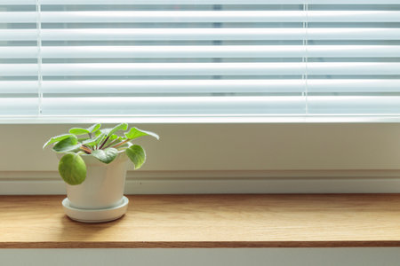 Small potted violet in a white ceramic pot on a wooden window sill at home. Indoor gardening, caring...