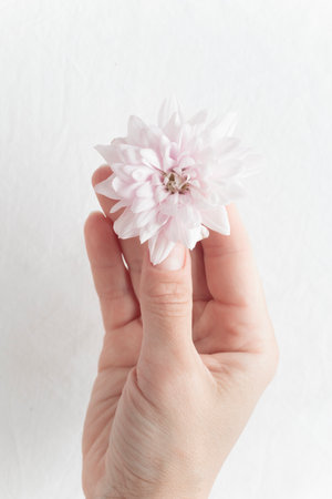A close-up of a pastel pink chrysanthemum flower bud held delicately in a woman's hand. Perfect for...