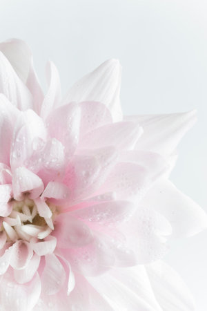 Macro pink petals, abstract romance background, pastel soft flower card, macro on flower with water drops, beautiful abstract backgroundの写真素材