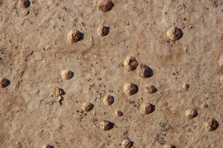 The bottom of the boat covered with Acorn barnacles (Semibalanus balanoides), ready to be scraped, cleaned and coated with antifouling paint for yachts, Many shells on the boatの写真素材