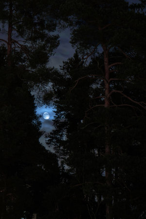 Silhouette of pine tree with night blue sky background and the moon, Halloween conceptの写真素材