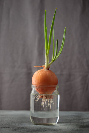 Fresh young green sprouted onions grows in a glass jar of water on a gray background. The concept of a healthy diet, small home garden on the windowsill, kitchen herbs, vegan growing food in winterの写真素材