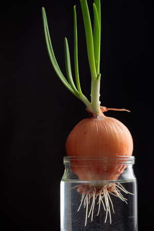 Fresh young green sprouted onions grows in a glass jar of water on a black background. Healthy diet, small home garden, kitchen herbs, vegan growing food in winter, new life in springの写真素材