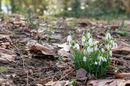 Delicate white snowdrops emerging through a layer of dry, brown leaves. Their fragile petals are illuminated by soft light, creating an atmosphere of spring awakening amid the remnants of autumnの写真素材