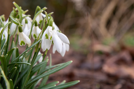 Delicate white snowdrops emerging through a layer of dry, brown leaves. Their fragile petals are illuminated by soft light, creating an atmosphere of spring awakening amid the remnants of autumnの写真素材