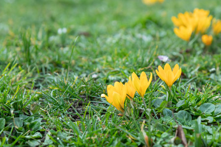 Crocus - blooming yellow flowers making their way in early spring on the fresh green meadow, closeup with space for text, bannerの写真素材