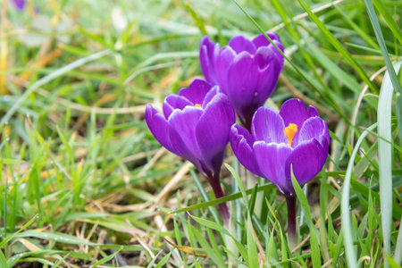 Crocuses - blooming purple flowers making their way in early spring on the fresh green meadow, closeup with space for text, bannerの写真素材
