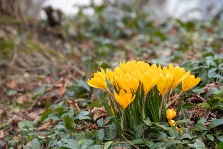 Crocus - blooming yellow flowers making their way in early spring on the fresh green meadow, closeup with space for text, bannerの写真素材
