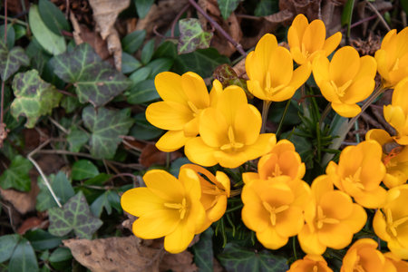 Crocus - blooming yellow flowers making their way in early spring on the fresh green meadow, closeup with space for text, bannerの写真素材