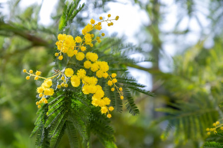 Beautiful bright yellow hairy mimosa flowers close-up. Blooming mimosa tree in early spring waves on the wind. Sunny spring day. Acacia dealbata. Fluffy flowers in spring garden with sunny bokeh lightの写真素材