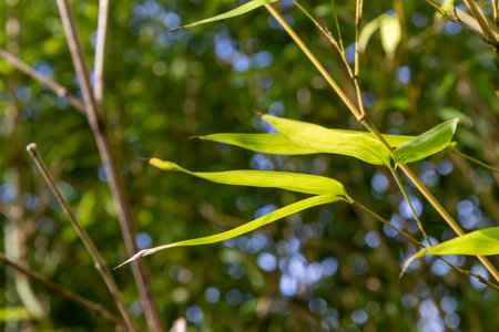 Bamboo branch in bamboo forest, beautiful green nature background bannerの写真素材