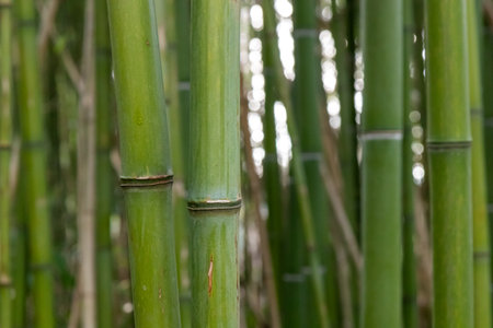 Bamboo branch in bamboo forest, beautiful green nature background bannerの写真素材