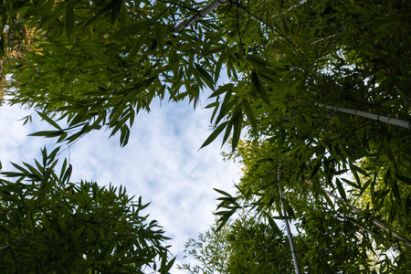 Bamboo branch in bamboo forest, beautiful green nature with blue sky on the background bannerの写真素材