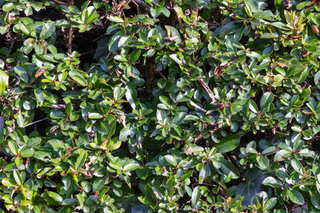 Green tree wall fence, plants for decoration garden, hedge of small plant leaves, green ivy foliage, natural backgroundsの写真素材