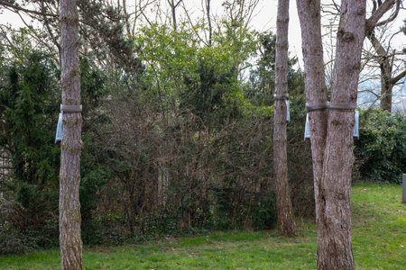 Ecological trap for processionary caterpillars on pine trunk in France - Collar around a pine tree to protect trees from dangerous insects reaching the ground trapping them in the plastic bags.の写真素材