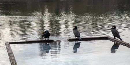 A large cormorants sit in pond of public park in Paris, France.の写真素材