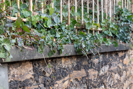 Rough texture of very old weathered stone brick wall with traces of time and ivy on surface. Texture background for design.の写真素材