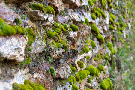 Rough texture of very old weathered stone wall with traces of time and moss on surface. Texture background for design. Mason craftの写真素材