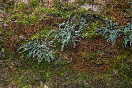 Rough texture of very old weathered stone wall with traces of time and moss and plants on surface. Texture background for design. Mason craftの写真素材