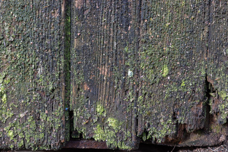 Old gray weathered wooden outside wall or fence with mold background. Vertical pattern of aged fence or building part.の写真素材
