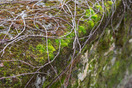 Rough texture of very old weathered stone wall or fence with traces of time and mold and moss on surface. Texture background for design. Mason craftの写真素材
