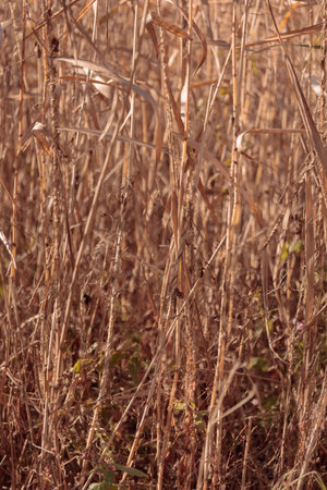 Organic patterns of plant life, raw ecological textures of Finnish nature in fall - a rich autumn...