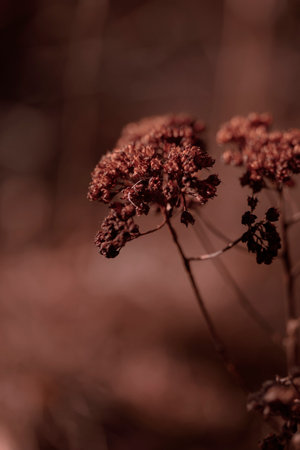Organic patterns of plant life, raw ecological textures of Finnish nature in fall - a rich autumn...