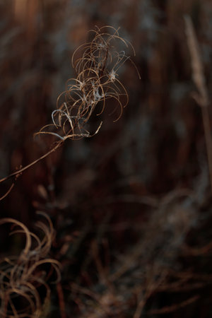Organic patterns of plant life, raw ecological textures of Finnish nature in fall - a rich autumn...