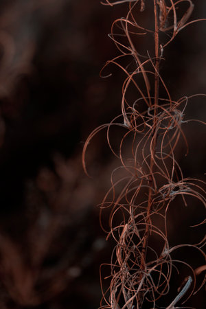 Organic patterns of plant life, raw ecological textures of Finnish nature in fall - a rich autumn...