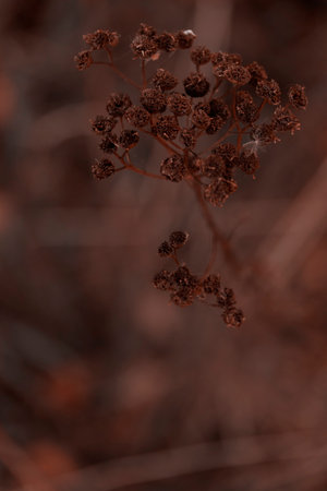 Organic patterns of plant life, raw ecological textures of Finnish nature in fall - a rich autumn...