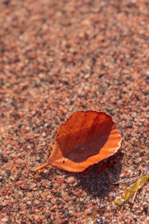 Close-up of wet sand on a beach, raw ecological textures of Finnish nature in fall - a rich autumn palette of earthy tones. The beauty of the Nordic forest wilderness as a serene seasonal backgroundの写真素材