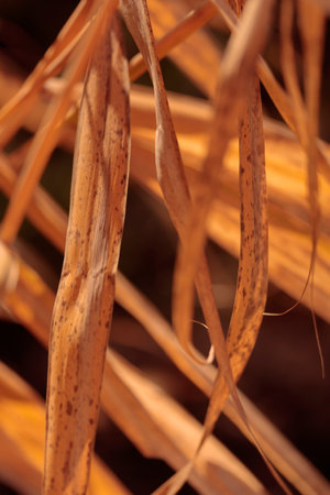 Organic patterns of plant life, raw ecological textures of Finnish nature in fall - a rich autumn...