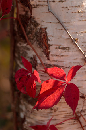 Organic patterns of plant life, raw ecological textures of Finnish nature in fall - a rich autumn palette of earthy tones. The beauty of the Nordic forest wilderness as a serene seasonal backgroundの写真素材