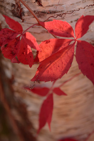 Organic patterns of plant life, raw ecological textures of Finnish nature in fall - a rich autumn palette of earthy tones. The beauty of the Nordic forest wilderness as a serene seasonal backgroundの写真素材