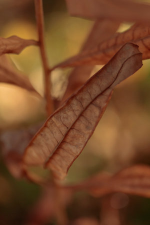Organic patterns of plant life, raw ecological textures of Finnish nature in fall - a rich autumn palette of earthy tones. The beauty of the Nordic forest wilderness as a serene seasonal backgroundの写真素材