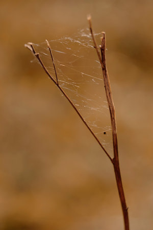Organic patterns of plant life, raw ecological textures of Finnish nature in fall - a rich autumn palette of earthy tones. The beauty of the Nordic forest wilderness as a serene seasonal backgroundの写真素材