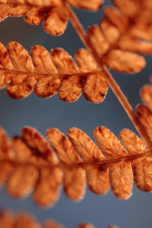 Organic patterns of plant life, raw ecological textures of Finnish nature in fall - a rich autumn palette of earthy tones. The beauty of the Nordic forest wilderness as a serene seasonal backgroundの写真素材